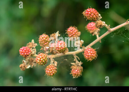 Natur und Umwelt Konzept: Zweig der Unreifen Brombeeren auf einem grünen verschwommenen Hintergrund. Stockfoto