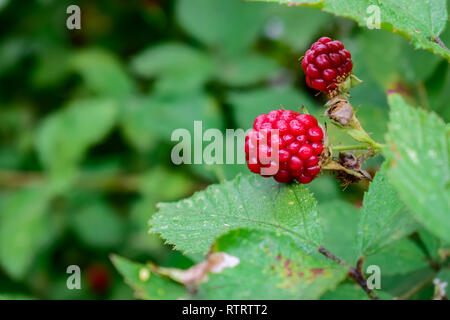 Natur und Umwelt Konzept: Zweig der Unreifen Brombeeren auf einem grünen verschwommenen Hintergrund. Stockfoto