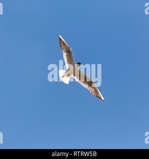 Fliegende Möwe bis gegen den blauen Himmel in der Nähe Stockfoto