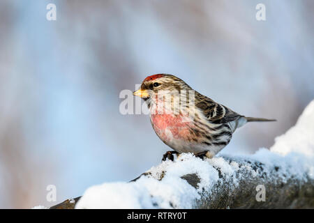Gemeinsame redpoll Stockfoto