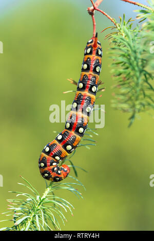 Wolfsmilch Hawk-moth Hyles euphorbiae in der Tschechischen Republik Stockfoto