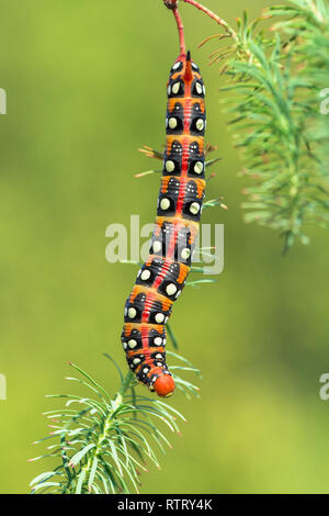 Wolfsmilch Hawk-moth Hyles euphorbiae in der Tschechischen Republik Stockfoto