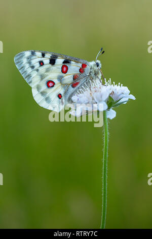 Apollo Buterfly Clossiana Apollo in der Tschechischen Republik Stockfoto