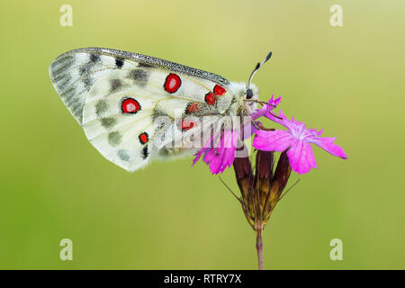 Apollo Buterfly Clossiana Apollo in der Tschechischen Republik Stockfoto