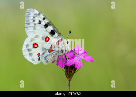 Apollo Buterfly Clossiana Apollo in der Tschechischen Republik Stockfoto