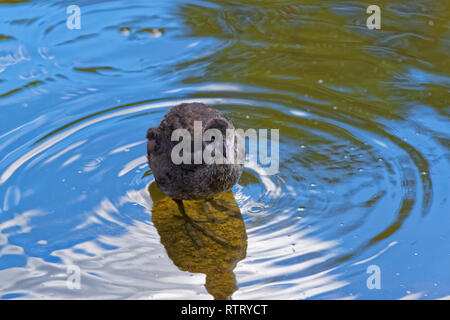 Junge gemeinsame Sumpfhuhn in einem Wasser in Richtung Kamera schaut. Gallinula chloropus - Vogel Arten in der Familie der Indopazifischen Erdtauben Stockfoto