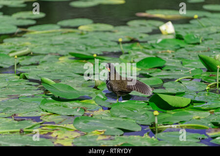 Gallinula chloropus, gemeinsame Sumpfhuhn reinigt seine Federn auf die Blätter der Seerosen. Foto wurde in 'Planten un Blomen' City Garden in Hamburg Stockfoto