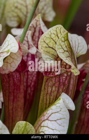 Sarracenia (North American kannenpflanze) close up Stockfoto