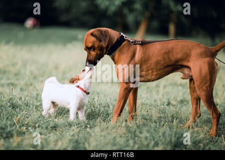 Zwei Freunde Fox Terrier und Rhodesian Ridgeback, für einen Spaziergang im Sommer Park Stockfoto