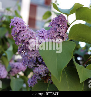 Blühender flieder Baum in Finnland fotografiert. Auf diesem Foto können Sie die schöne, helle lila Blumen an einem sonnigen Frühlingstag. Stockfoto
