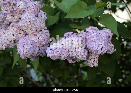 Blühender flieder Baum in Finnland fotografiert. Auf diesem Foto können Sie die schöne, helle lila Blumen an einem sonnigen Frühlingstag. Stockfoto