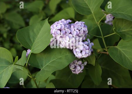 Blühender flieder Baum in Finnland fotografiert. Auf diesem Foto können Sie die schöne, helle lila Blumen an einem sonnigen Frühlingstag. Stockfoto
