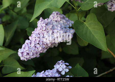 Blühender flieder Baum in Finnland fotografiert. Auf diesem Foto können Sie die schöne, helle lila Blumen an einem sonnigen Frühlingstag. Stockfoto