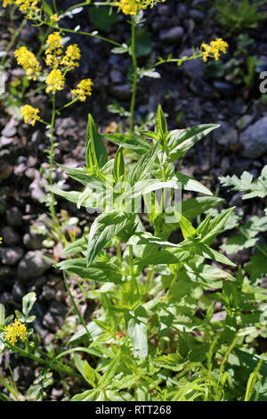 Schöne grüne grüne Pflanzen und gelbe Blumen wiese in Finnland. An einem sonnigen Frühlingstag fotografiert. Closeup Foto. Farbe Bild. Stockfoto