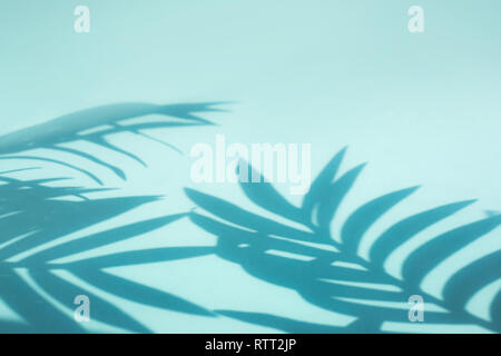 Blur mit Kokos und palm leaf mit Schatten auf farbigen Hintergrund. Tropische und Sommer, Urlaub Konzepte Ideen Stockfoto