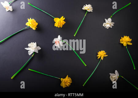 Schwarzer Hintergrund mit weißen und gelben Narzissen Blumen. Floralen Muster. Natur Stockfoto