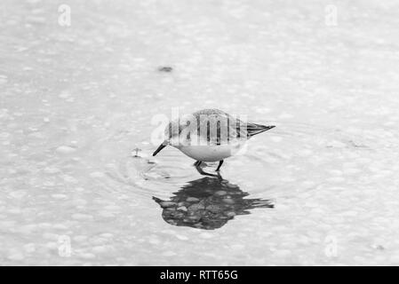 Nahrungssuche Sanderling Stockfoto