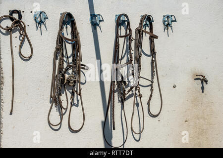 Braune Lederzügel und Zügel, die an Haken an einer hellen Wand eines Pferdestalls hängen. Stockfoto