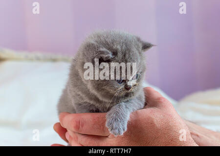 Die kleine, graue, schöne Kitten liegt in einer männlichen Hand, selektiver Fokus Stockfoto