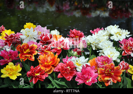 Mehrere Rote, orange, weiß, gelb und rosa Pfingstrose Tulpen blühen im Garten in der Nähe von Wasser, selektiver Fokus Stockfoto