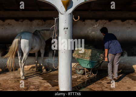 Mann bei der Arbeit, der Fütterung und Reinigung Pferde und stabil auf einer Ranch in der Camargue Frankreich Stockfoto