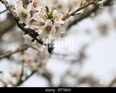 Blühende Blumen am Anfang des Frühlings eingefangen, zuerst die Feder bei Tageslicht, eingetaucht und in der Mitte der schönen Blumen unter Wasser Stockfoto