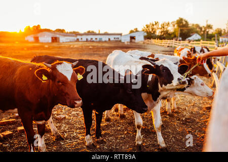 Bauer die Fütterung von Kühen mit Gras auf Hof bei Sonnenuntergang. Gerne Vieh essen und Wandern im Freien in Dorf. Stockfoto