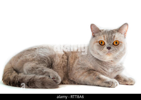 Große britische golden Cat mit orangefarbenen Augen auf weißem Hintergrund Stockfoto