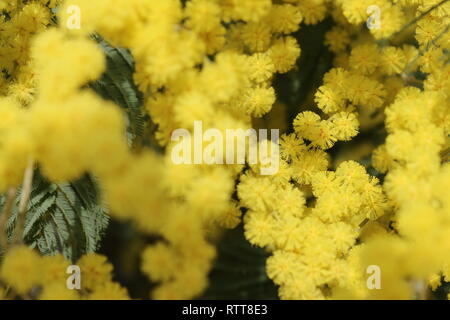 Zahlreiche gelbe Wildblumen am Anfang des Frühlings eingefangen, bei Tageslicht, eingetaucht und in der Mitte dieser vielen schönen Blumen unter Wasser Stockfoto