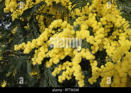 Zahlreiche gelbe Wildblumen am Anfang des Frühlings eingefangen, bei Tageslicht, eingetaucht und in der Mitte dieser vielen schönen Blumen unter Wasser Stockfoto