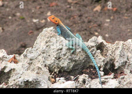 Männliche von Red-headed Rock Agama (Agama agama) Sonnenbaden in einem Hotel Avantgarde in Diani Beach, Kenia Stockfoto