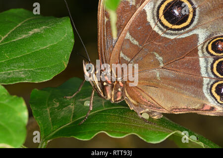 Blaue Morpho Schmetterling (Morpho peleides) in Ruhe auf Blatt, Nahaufnahme, Turrialba, Costa Rica, Oktober Stockfoto
