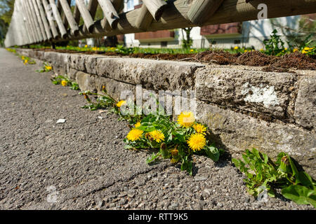 Löwenzahn mit gelben Blumen auf bürgersteig und der Garten im Frühjahr Stockfoto