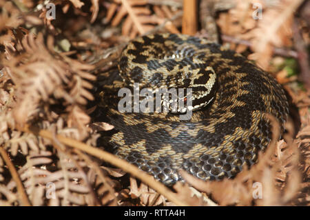 Eine schöne Kreuzotter (Vipera berus) Schlange nur aus dem Ruhezustand Aalen in der Morgensonne. Stockfoto