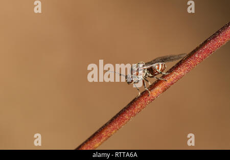 Eine kleine Abschürfung Wasp hocken auf einem Zweig in Wäldern in Großbritannien. Stockfoto