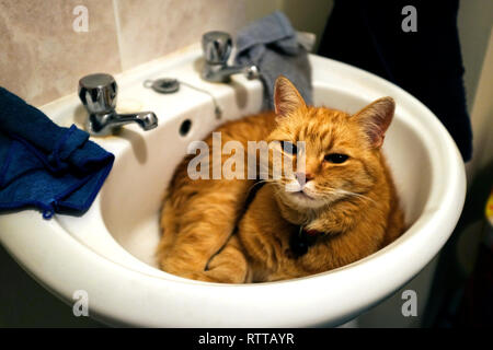 Katze schlafen, im Bad, Waschbecken, Ingwer, Marmelade, feline, Stockfoto