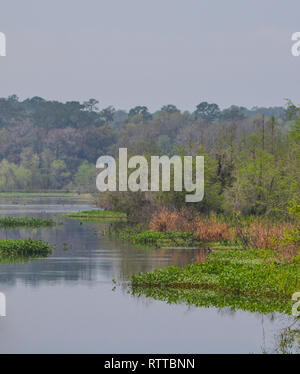 Eine Bucht auf der Suwanee River, ichetucknee Springs State Park, Florida Stockfoto