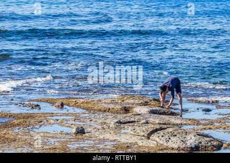 Bosa, Sardinien, Italien - 1. Jänner 2019: Mann sammeln Seeigel an der Küste von Sardinien Italien Stockfoto