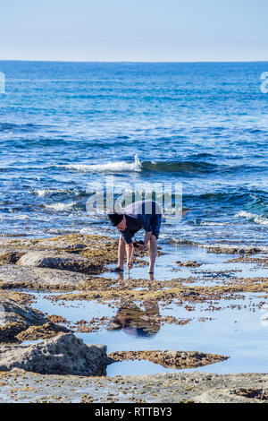 Bosa, Sardinien, Italien - 1. Jänner 2019: Mann sammeln Seeigel an der Küste von Sardinien Italien Stockfoto