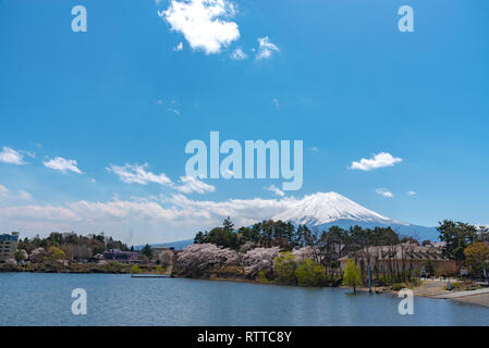 Close-up Schnee Berg Fuji (Mt. Fuji) mit blauem Himmel Hintergrund in Pink sakura Kirschblüte sonnigen Tag im Frühling. See Kawaguchiko Stockfoto