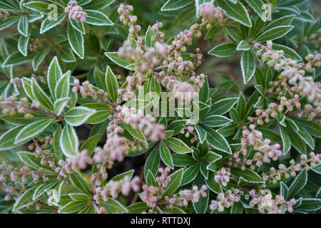 Nahaufnahme eines Pieris japonica Pflanze, im Winter, England, Grossbritannien Stockfoto