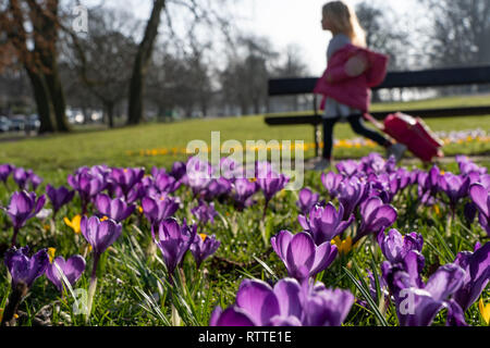 Lila Krokussen mit voller Blüte neben einem öffentlichen Pfad, begleitet von einem jungen Mädchen, das im Hintergrund, Harrogate, North Yorkshire, Großbritannien, vorbei geht. Stockfoto