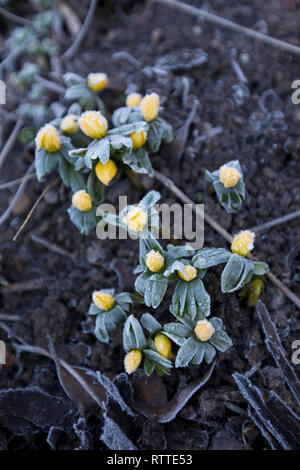 Winter Aconites Eranthis hyemalis in Blüte an einem frostigen Tag, England, Großbritannien Stockfoto