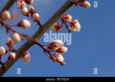 Erste weiße Feder prunus Blüten s, selektiver Fokus mit bokeh Hintergrund Stockfoto