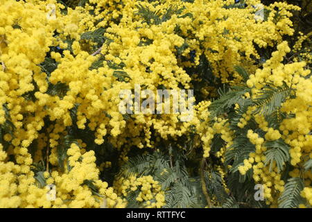 Zahlreiche gelbe Wildblumen am Anfang des Frühlings eingefangen, bei Tageslicht, eingetaucht und in der Mitte dieser vielen schönen Blumen unter Wasser Stockfoto