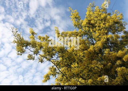 Zahlreiche gelbe Wildblumen am Anfang des Frühlings eingefangen, bei Tageslicht, eingetaucht und in der Mitte dieser vielen schönen Blumen unter Wasser Stockfoto