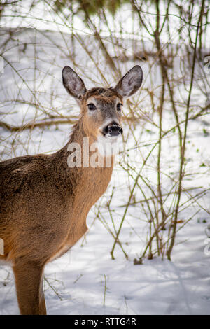 Antlerless White tailed deer (Odocoileus virginianus) im Winter. Stockfoto