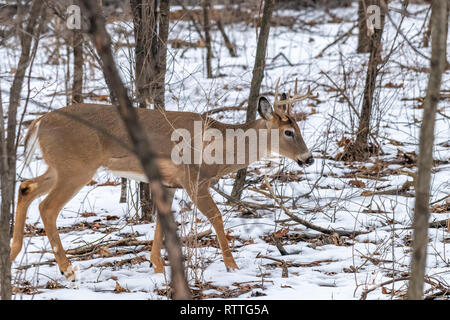 White tailed deer (Odocoileus virginianus) Buck mit Geweih im Winter. Stockfoto