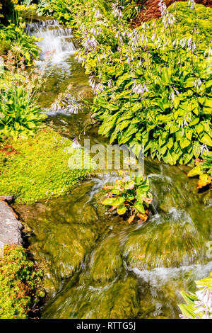 Der Strom Garten und Wasserfall bei Kilver Court Gardens, Shepton Mallet in Somerset, England, Großbritannien Stockfoto