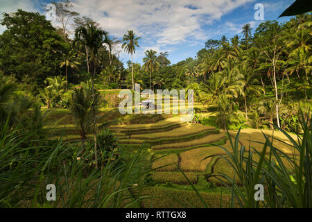 Tegallalang Reisterrassen, Ubud, Bali, Indonesien Stockfoto